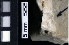 Foto (Detailansicht) von Lecythocaris sp. (NHMW-GEO-1990-0041-0156)